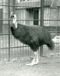 Un casuario settentrionale allo Zoo di Londra, ottobre 1914
